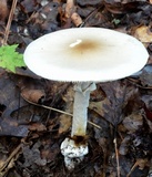 Amanita spreta image