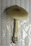 Amanita spreta image