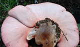 Fistulina hepatica image