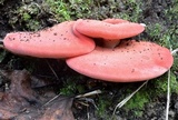 Fistulina hepatica image