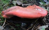 Fistulina hepatica image