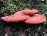 Fistulina hepatica image