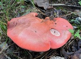 Fistulina hepatica image