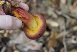 Baorangia bicolor image