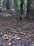 Suillus decipiens image
