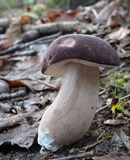 Xanthoconium purpureum image