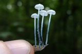 Tetrapyrgos nigripes image