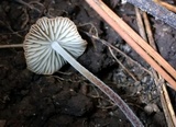 Rhizomarasmius pyrrhocephalus image