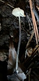 Rhizomarasmius pyrrhocephalus image
