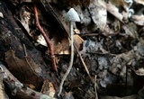 Coprinopsis lotinae image
