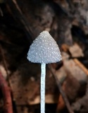 Coprinopsis lotinae image