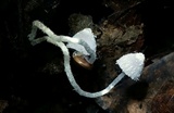 Coprinopsis lotinae image