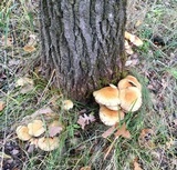 Pholiota squarrosa image