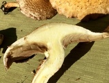 Pholiota squarrosa image