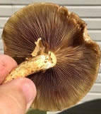 Pholiota squarrosa image