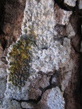 Sigridea californica image