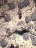 Sigridea californica image