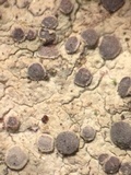 Sigridea californica image