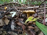 Gyrodon lividus image