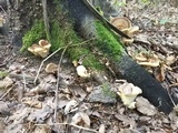 Meripilus giganteus image