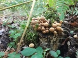 Kuehneromyces mutabilis image