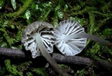 Mycena pseudocorticola image
