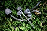 Mycena pseudocorticola image