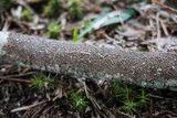Hydnoporia olivacea image