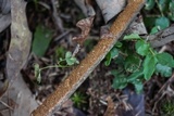 Hydnoporia olivacea image