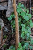 Hydnoporia olivacea image