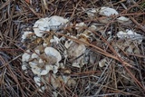 Bjerkandera adusta image