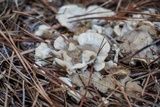 Bjerkandera adusta image