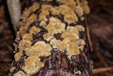 Trichaptum abietinum image