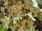 Xylobolus subpileatus image