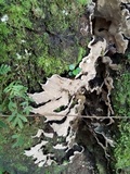 Xylobolus subpileatus image