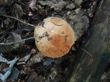 Leccinum pseudoinsigne image