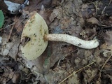 Leccinum pseudoinsigne image