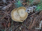 Coltricia perennis image