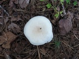 Clitocybe candida image