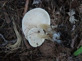 Clitocybe candida image