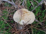 Lactarius chelidonium image