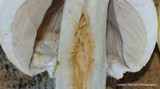 Agaricus silvicola image