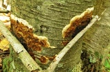 Hydnoporia corrugata image