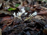 Cordyceps tenuipes image