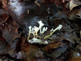 Cordyceps tenuipes image