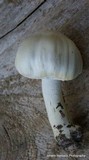 Agaricus silvicola image
