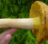 Boletus gertrudiae image