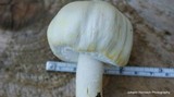 Agaricus silvicola image