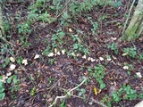 Gloeocantharellus pallidus image