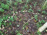 Gloeocantharellus pallidus image